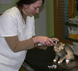 Tierarztpraxis für Kleintiere H. Hoffmann-Füßer